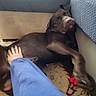 Oso is registered to the contest to win money with this photo: animal, blue_sleeve, brown_dog, carpet, comfort, couch, cozy, dog, furniture, hand, home, indoor, labrador, laying_down, paw, person, pet, red_object, relaxed, toy