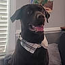 Oso is registered to the contest to win money with this photo: bandana, black_dog, blinds, canine, collar, couch, dog, domestic_animal, fur, happy, indoor, painting, pet, pillow, plaid, portrait, sitting, smiling, wall, window
