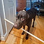 Oso joined the competition — help win amazing prizes! dog, chocolate_labrador, indoor, wooden_floor, stick, pet, animal, brown_dog, curious, looking_up, house, furniture, door, cabinet, chair, table, domestic, companion, playful, canine