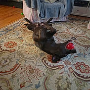 Oso is registered to the contest to win money with this photo: dog, playing, ball, rug, indoor, furniture, armchair, blanket, wooden_floor, pet, canine, toy, relaxed, home, comfort, brown_dog, living_room, decor, fun, animal