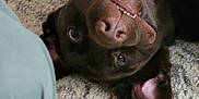 Oso is registered to the contest to win money with this photo: dog, chocolate_labrador, upside_down, smiling, carpet, indoor, pet, playful, canine, ear, teeth, nose, fur, animal, laying, floor, brown, closeup, person_leg, cute