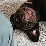 dog, chocolate_labrador, upside_down, smiling, carpet, indoor, pet, playful, canine, ear, teeth, nose, fur, animal, laying, floor, brown, closeup, person_leg, cute