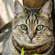 Léon a rejoint le concours — aidez-le/la à gagner de superbes lots ! cat, tabby, green_eyes, close_up, animal, pet, whiskers, fur, outdoor, nature, plant, leaf, relaxed, portrait, mammal, cute, domestic_cat, feline, resting, natural_light