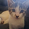 kitten, cat, animal, pet, feline, tabby, white_fur, brown_fur, blue_eyes, wide_eyed, portrait, close_up, standing, couch, indoor, home, sunlight, whiskers, ears, photograph