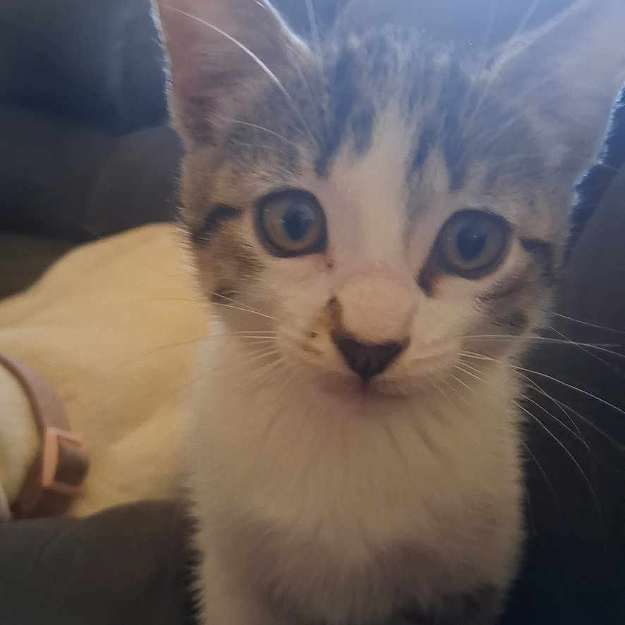 Moon Pie Aka. Moonie joined the competition — help win amazing prizes! kitten, cat, animal, pet, feline, tabby, white_fur, brown_fur, blue_eyes, wide_eyed, portrait, close_up, standing, couch, indoor, home, sunlight, whiskers, ears, photograph
