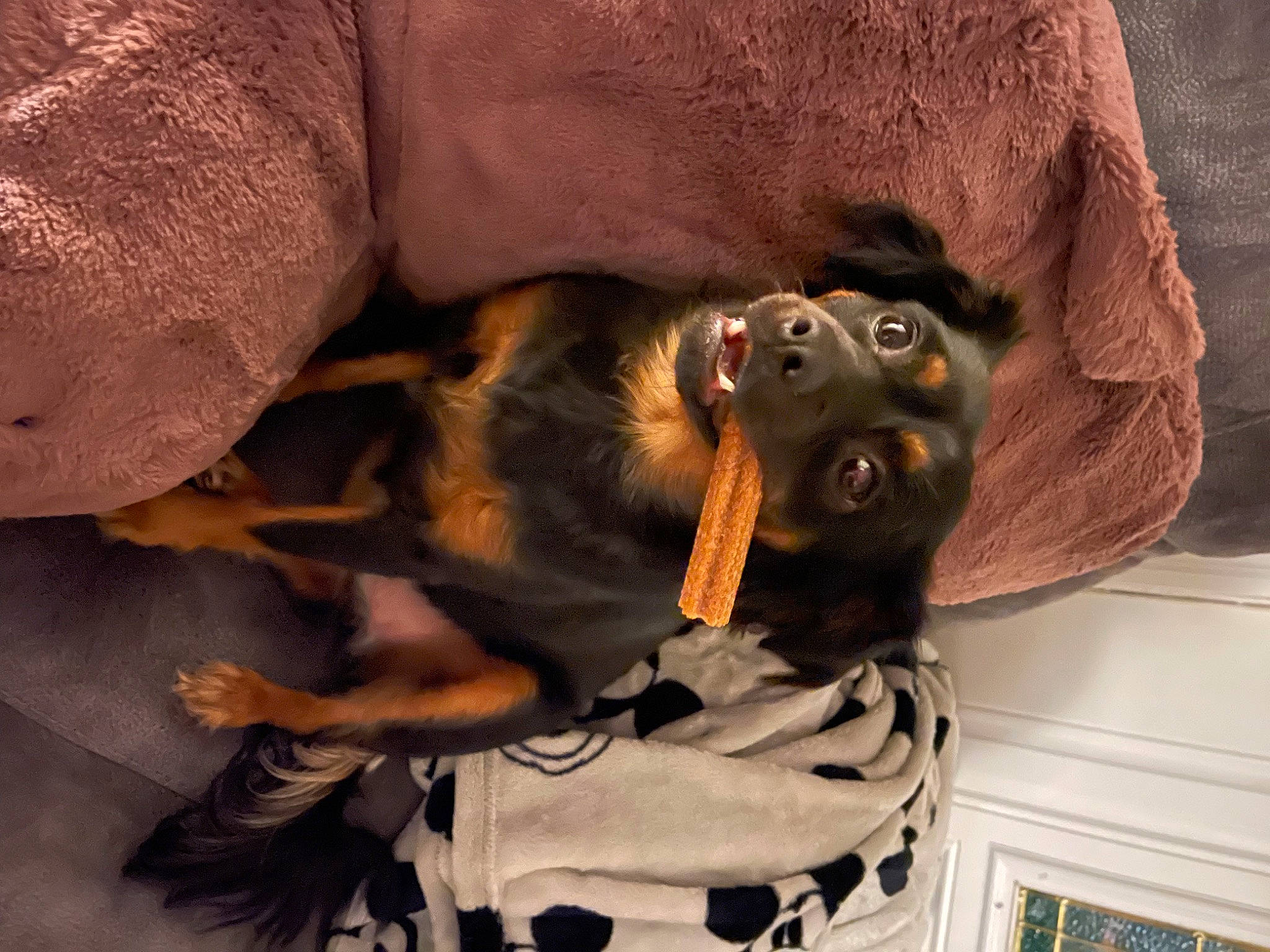 Bailey joined the competition — help win amazing prizes! brown, canidae, carnivore, comfort, companion_dog, dog, dog_breed, ear, fawn, fur, guard_dog, liver, picture_frame, puppy, snout, sporting_group, terrestrial_animal, whiskers, working_animal, working_dog