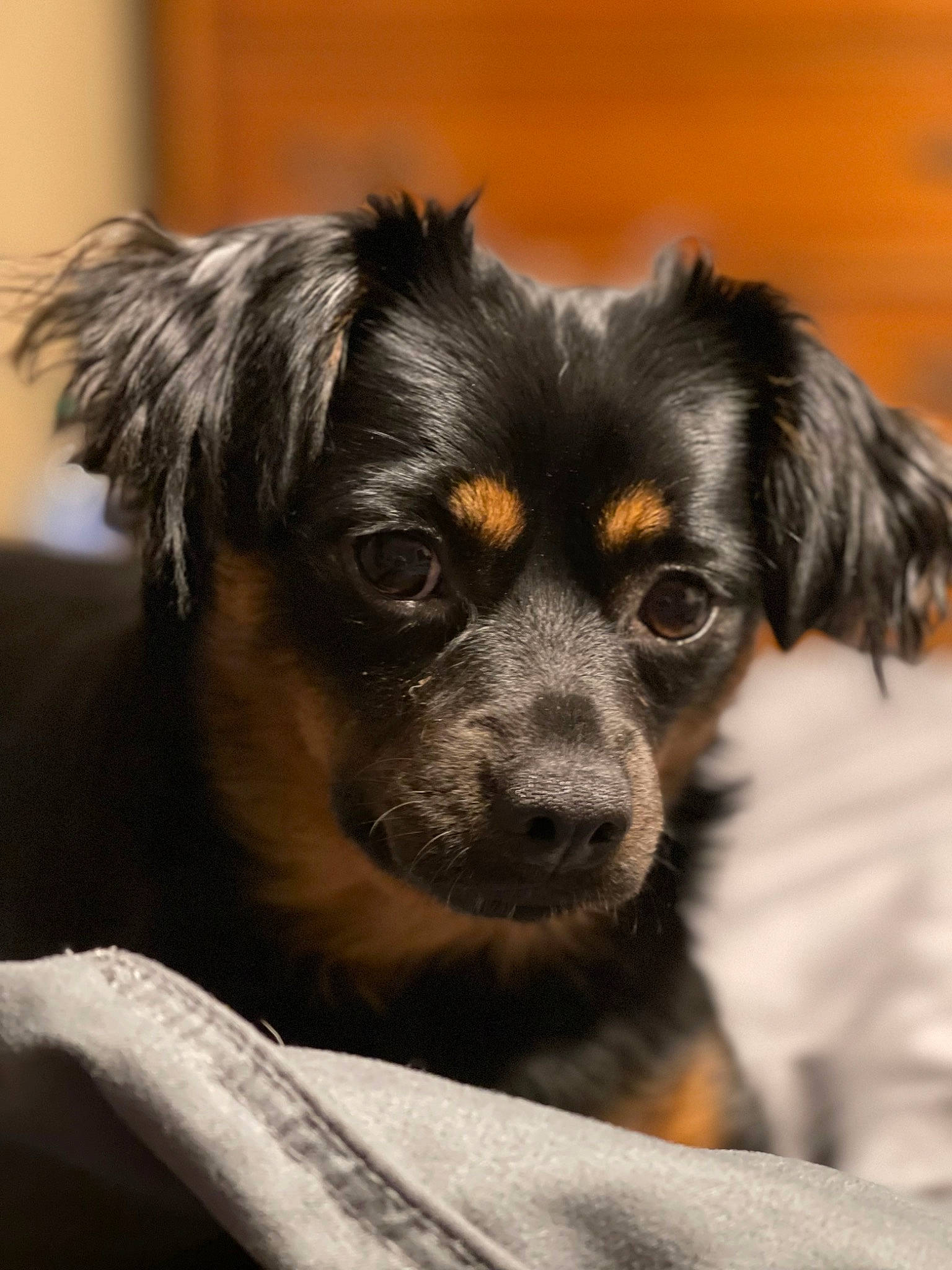 Bailey is registered to the contest to win money with this photo: canidae, carnivore, companion_dog, dog, dog_breed, ear, eye, fur, puppy, snout, sporting_group, whiskers, working_animal, working_dog