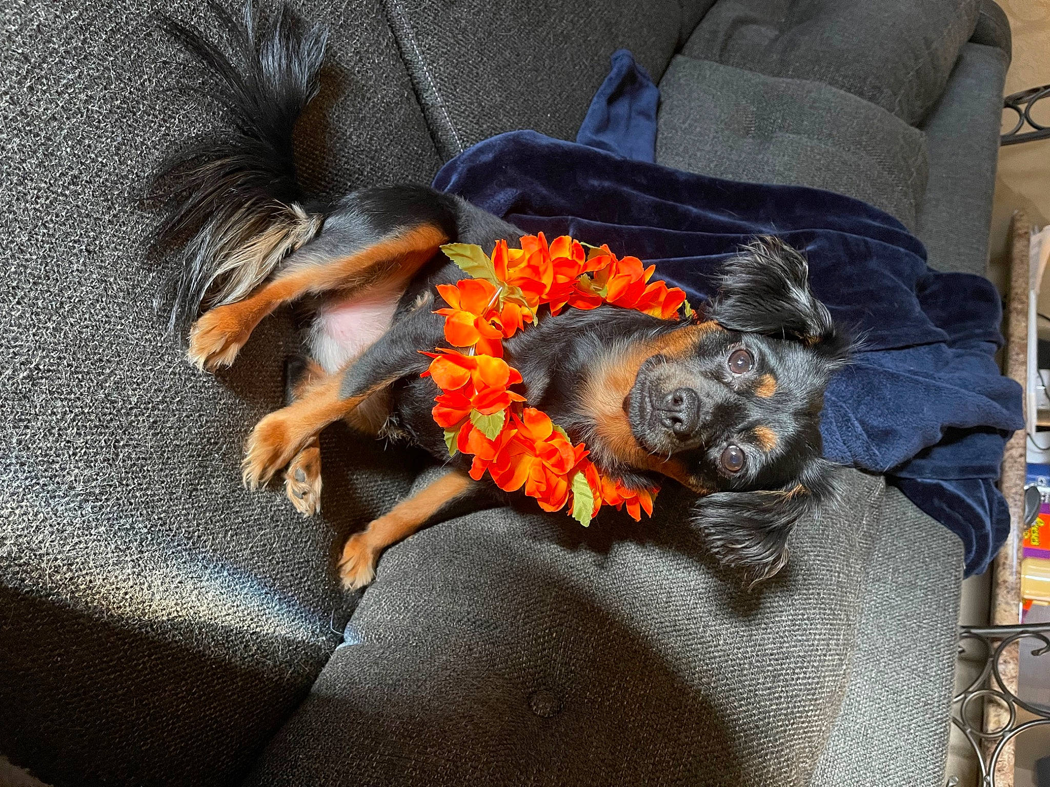 Bailey joined the competition — help win amazing prizes! carnivore, claw, comfort, companion_dog, dog, dog_breed, fashion_accessory, flooring, flower, fur, hat, human_leg, linens, orange, petal, plant, room, sporting_group, tail, thigh