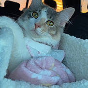 Luna joined the competition — help win amazing prizes! cat, pet, animal, fluffy, blanket, cozy, car, sunset, window, indoor, fur, cute, portrait, yellow_eyes, pink_nose, soft, relaxed, domestic_cat, mammal, feline