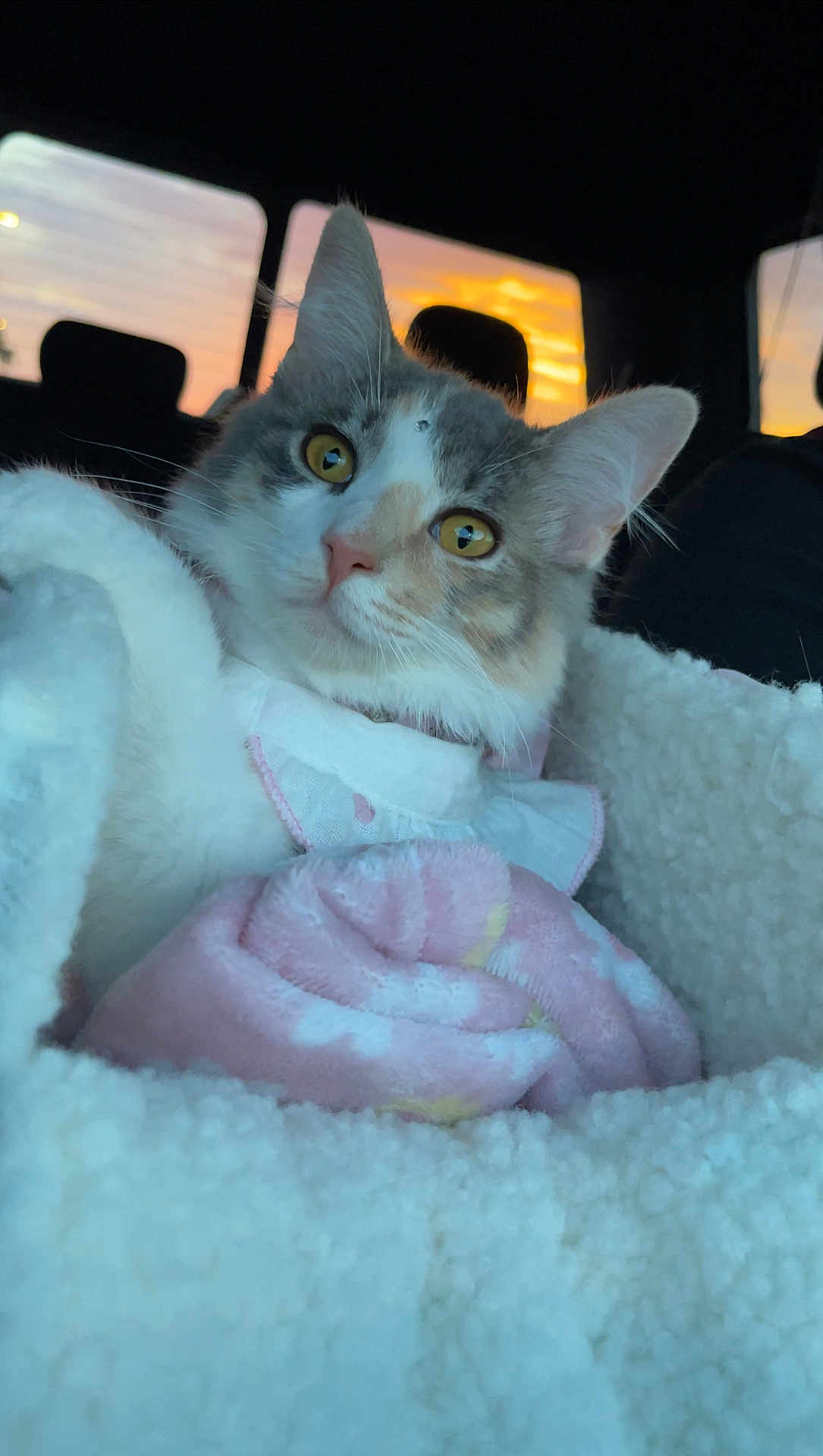 Luna joined the competition — help win amazing prizes! cat, pet, animal, fluffy, blanket, cozy, car, sunset, window, indoor, fur, cute, portrait, yellow_eyes, pink_nose, soft, relaxed, domestic_cat, mammal, feline
