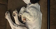 Briar is registered to the contest to win money with this photo: dog, sleeping, couch, brown, white, black_spots, pet, indoor, relaxing, fur, collar, animal, canine, resting, paw, napping, comfort, home, domestic, cozy