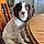 Briar