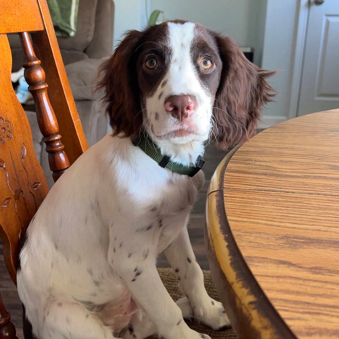Briar joined the competition — help win amazing prizes! puppy, dog, brown_and_white, sitting, chair, wooden_chair, table, wooden_table, living_room, carpet, curious, pet, indoor, collar, young_dog, furniture, home, domestic_animal, cute, animal
