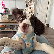 Briar joined the competition — help win amazing prizes! puppy, dog, blue_harness, daisy_pattern, smiling_face, indoor, living_room, wooden_floor, television, blanket, jeans, ripped_jeans, furniture, door, playful, pet, cute, animal, closeup, person