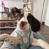 puppy, dog, blue_harness, daisy_pattern, smiling_face, indoor, living_room, wooden_floor, television, blanket, jeans, ripped_jeans, furniture, door, playful, pet, cute, animal, closeup, person