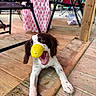 Briar is registered to the contest to win money with this photo: puppy, dog, yellow_ball, wooden_floor, playful, indoor, chair, pink_cloth, pet, animal, tongue, mouth_open, cute, young_dog, paw, fur, spot, happy, toy, floor