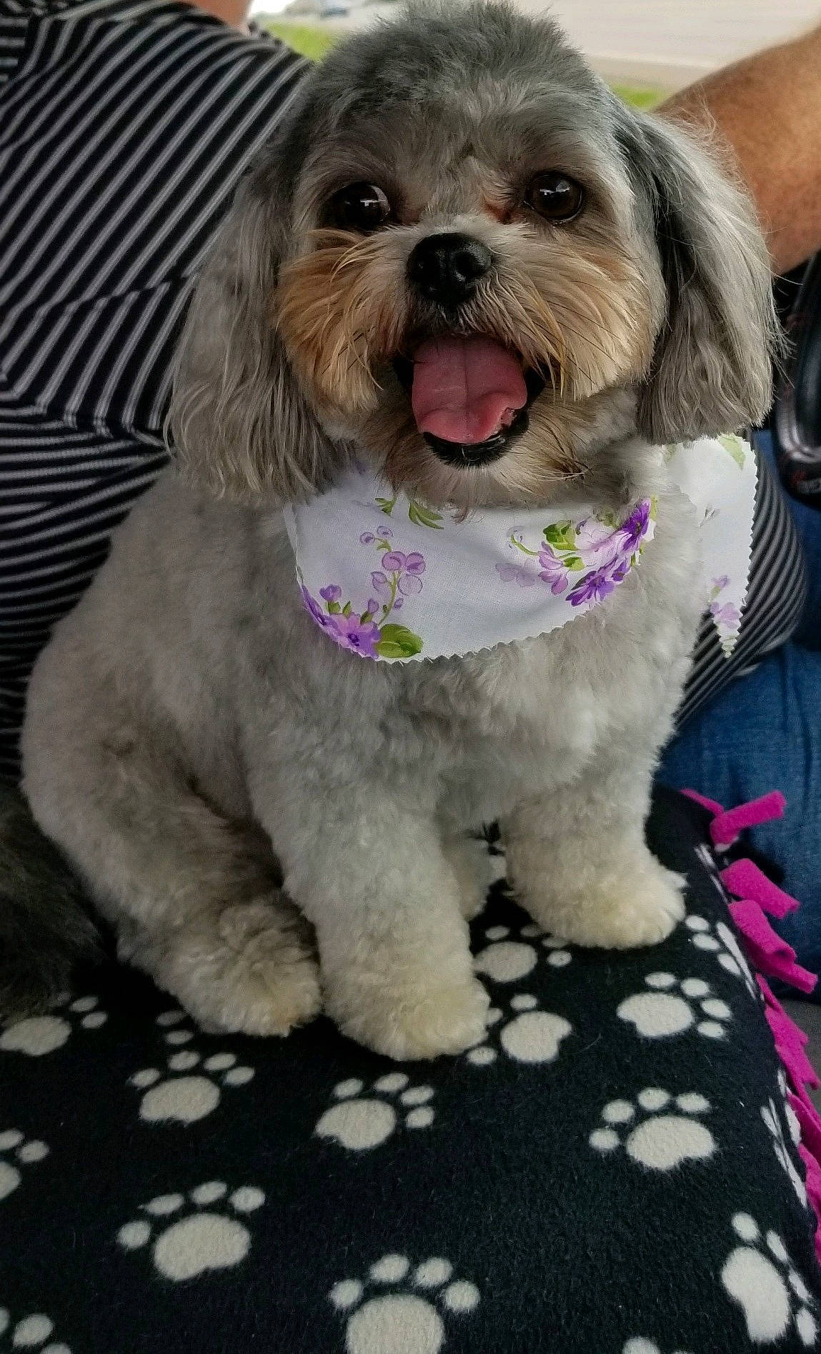 Izzy is registered to the contest to win money with this photo: canidae, carnivore, collar, companion_dog, dog, dog_breed, dog_clothes, dog_collar, dog_supply, fashion_accessory, fawn, fur, leash, liver, pet_supply, pink, snout, sporting_group, toy_dog, working_animal