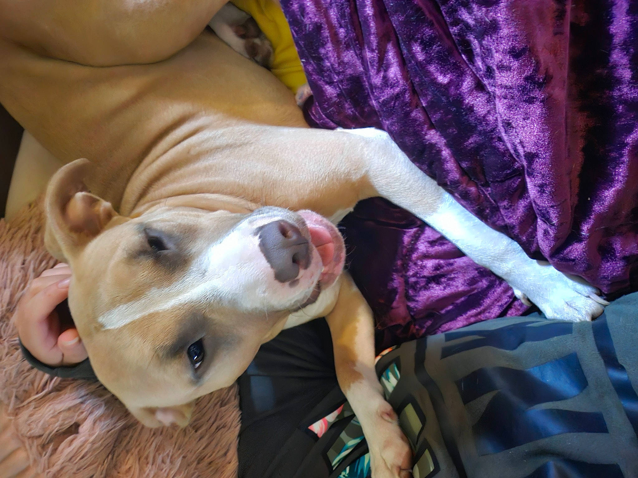 Ana joined the competition — help win amazing prizes! canidae, carnivore, collar, comfort, companion_dog, curtain, dog, dog_breed, dog_collar, ear, fawn, human_leg, nail, pet_supply, purple, snout, sporting_group, toy, whiskers, working_animal