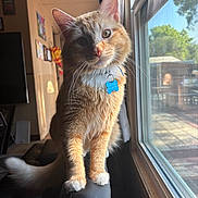 Mister joined the competition — help win amazing prizes! background, cat, collar, couch, curious, daylight, domestic_animal, feline, fur, home, indoor, orange_tabby, paws, pet, portrait, sunlight, tag, wall_art, whiskers, window