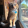 background, cat, collar, couch, curious, daylight, domestic_animal, feline, fur, home, indoor, orange_tabby, paws, pet, portrait, sunlight, tag, wall_art, whiskers, window