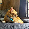 cat, orange_cat, pet, indoor, bed, sunlight, collar, tag, feline, relaxed, cozy, wood_panel_wall, curtains, resting, whiskers, fur, close_up, domestic_animal, sleeping, comfortable
