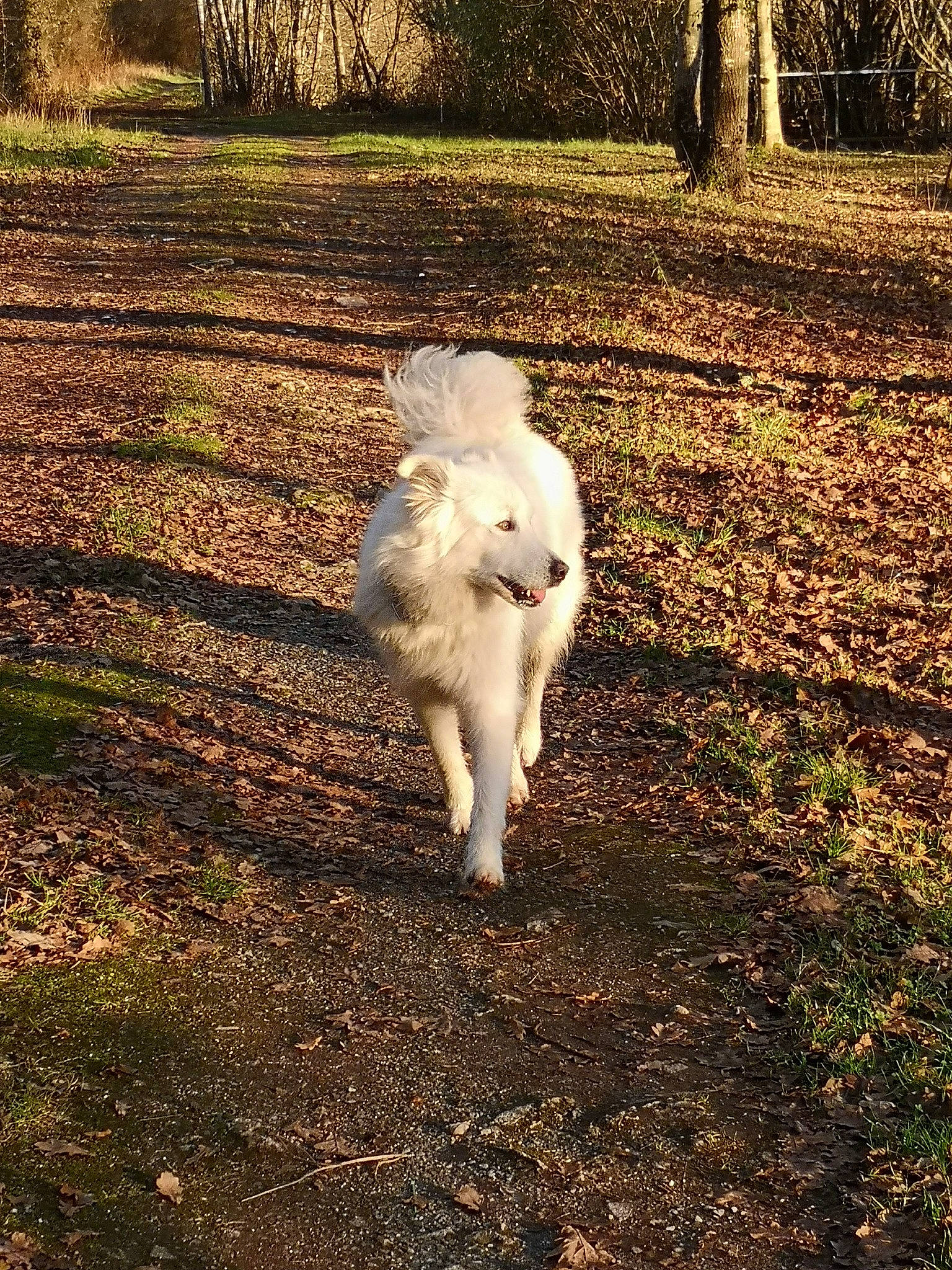 Oscar