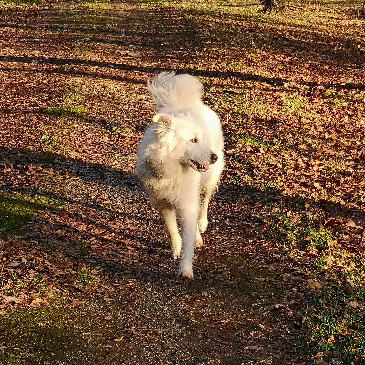 Oscar