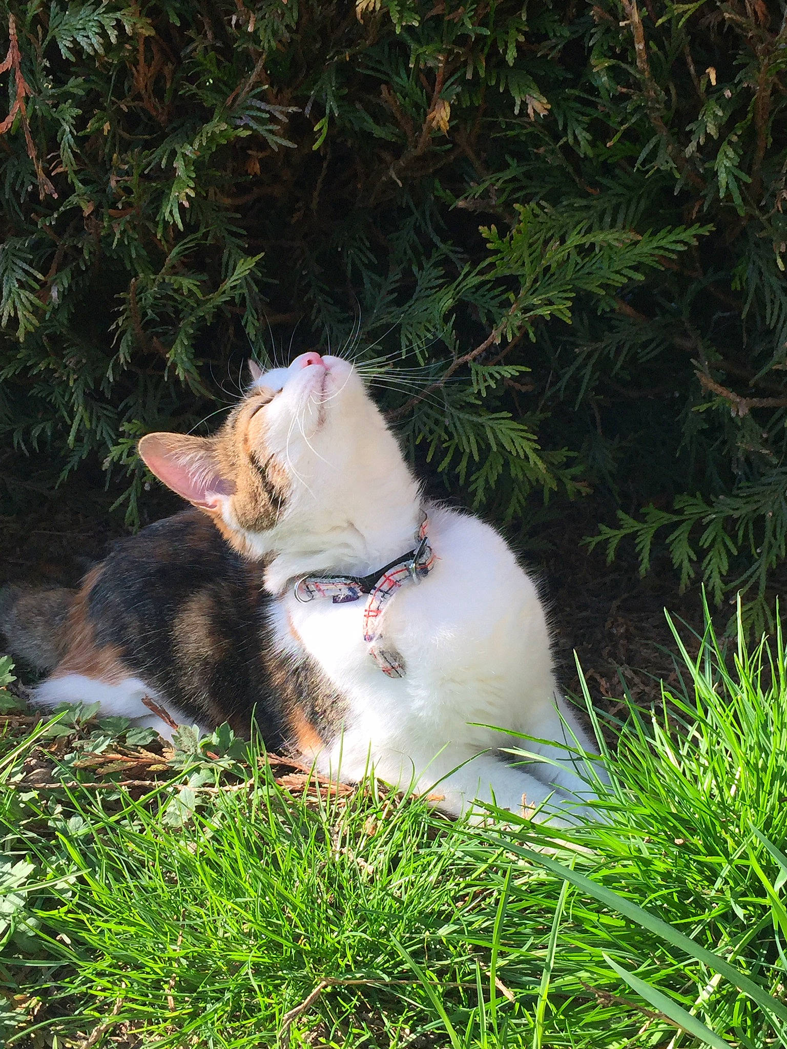 Jaïna a rejoint le concours — aidez-le/la à gagner de superbes lots ! canidae, carnivore, cat, collar, dog_breed, domestic_short_haired_cat, eye, fawn, felidae, fur, grass, lawn, paw, plant, shrub, small_to_medium_sized_cats, snout, sporting_group, tail, whiskers