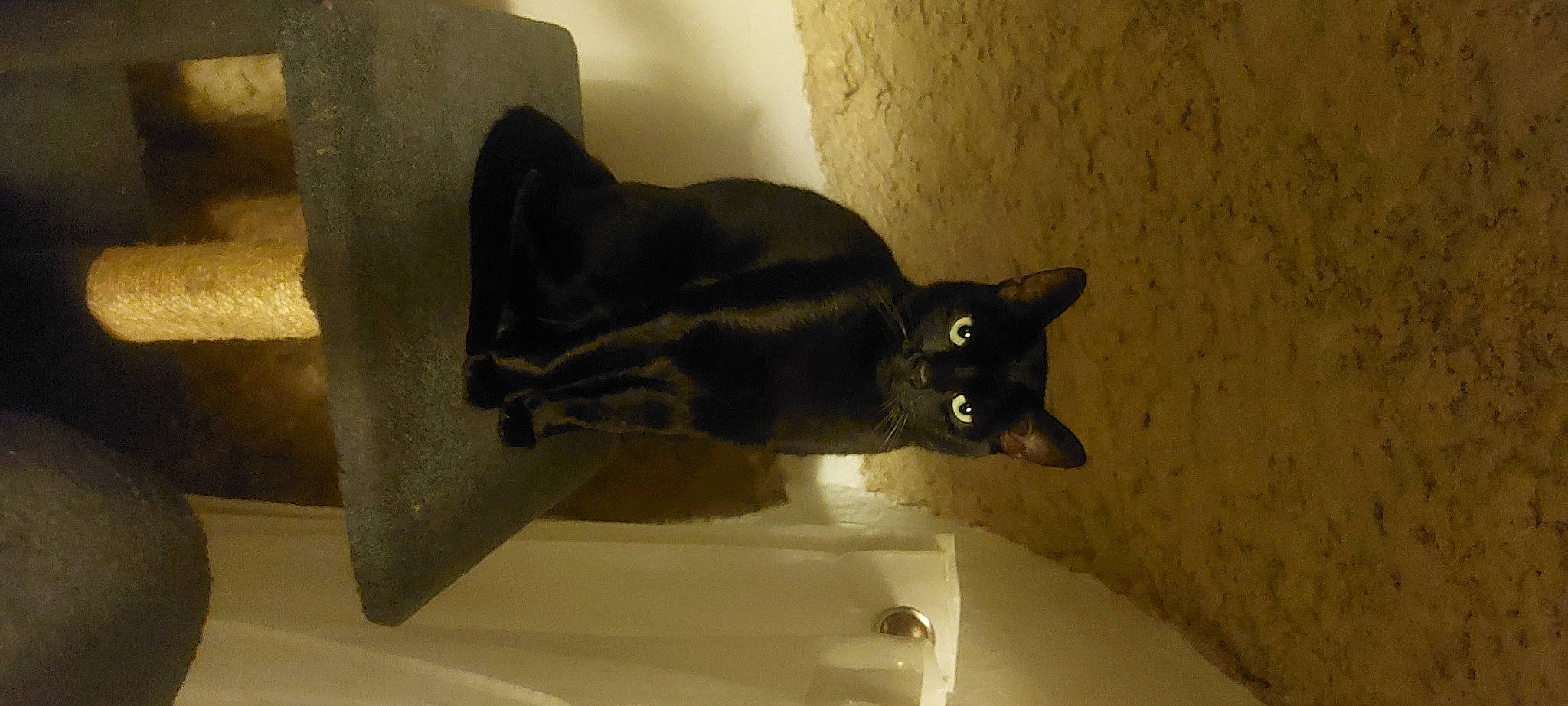 Black Pearl a rejoint le concours — aidez-le/la à gagner de superbes lots ! black_cat, bombay, carnivore, cat, domestic_short_haired_cat, felidae, room, small_to_medium_sized_cats, tail, whiskers, window, wood