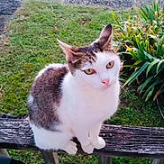 Moe is registered to the contest to win money with this photo: cat, animal, pet, outdoor, wooden_railing, greenery, grass, plant, tabby, white_fur, curious, sitting, nature, daylight, closeup, mammal, feline, whiskers, ears, yellow_eyes