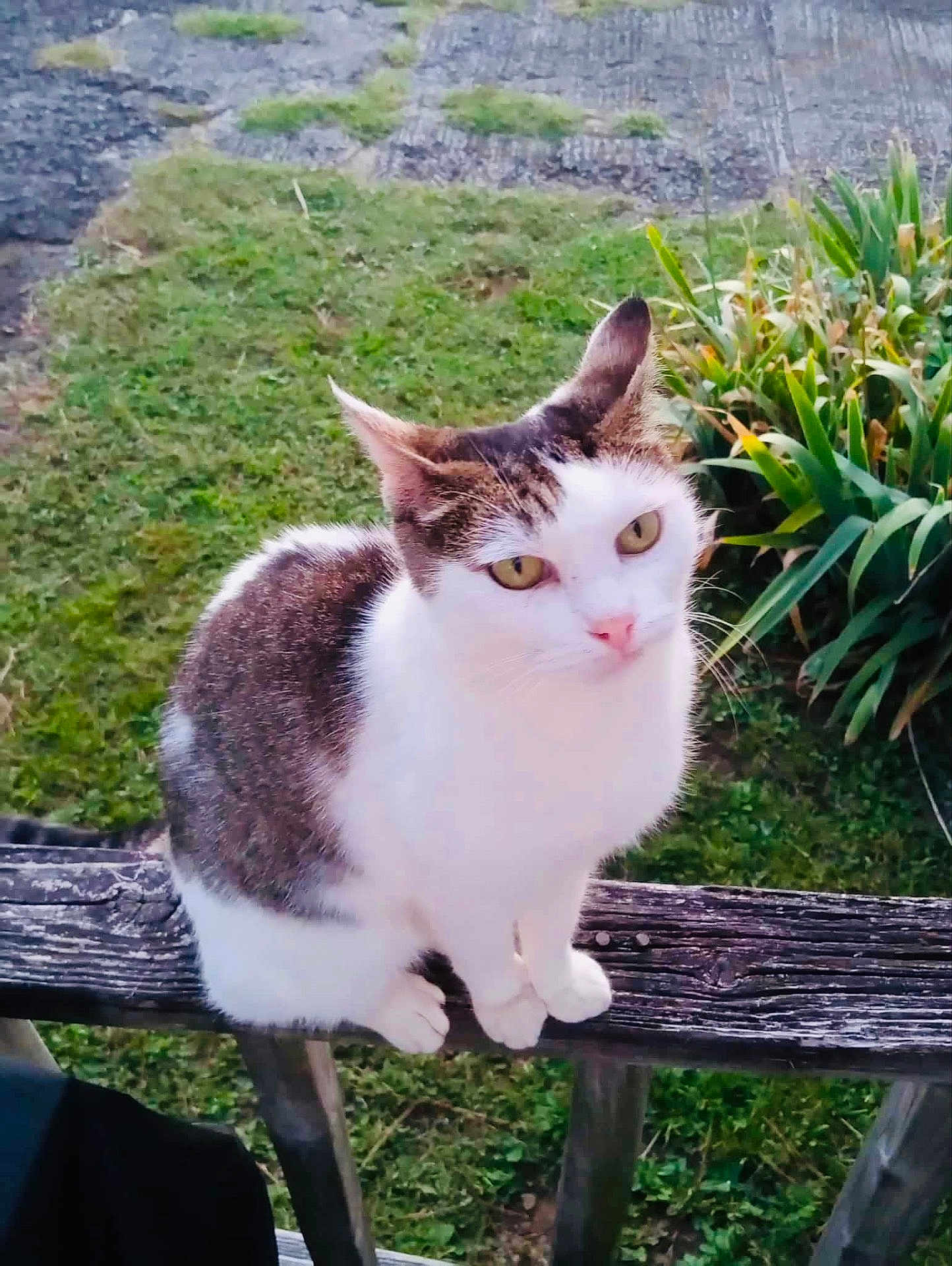 Moe is registered to the contest to win money with this photo: cat, animal, pet, outdoor, wooden_railing, greenery, grass, plant, tabby, white_fur, curious, sitting, nature, daylight, closeup, mammal, feline, whiskers, ears, yellow_eyes