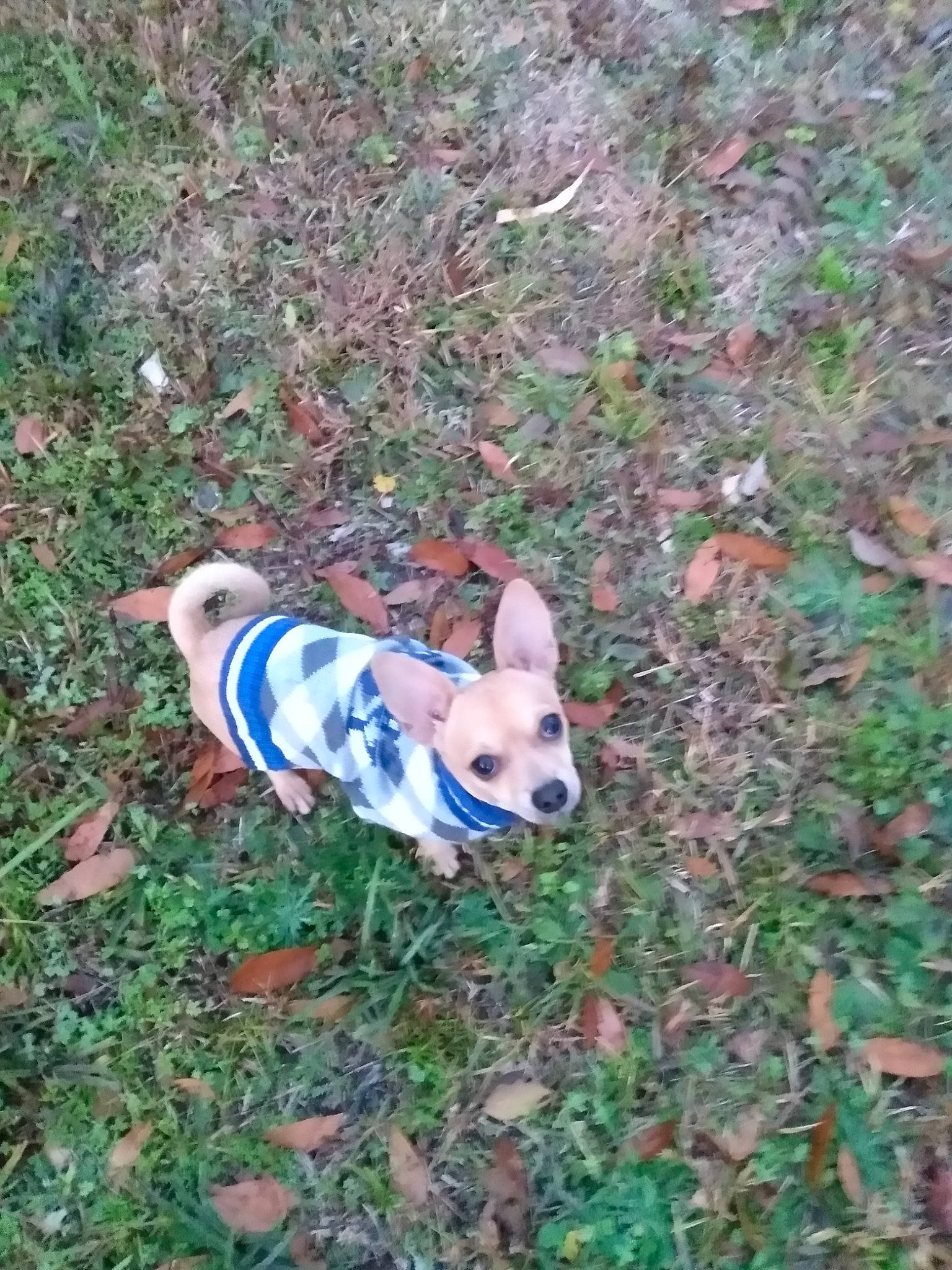 Shortie joined the competition — help win amazing prizes! adventure, boston_terrier, carnivore, companion_dog, dog, dog_breed, dog_clothes, dog_supply, electric_blue, fawn, grass, groundcover, plant, snout, soil, sporting_group, tail, terrestrial_animal, toy_dog, working_animal