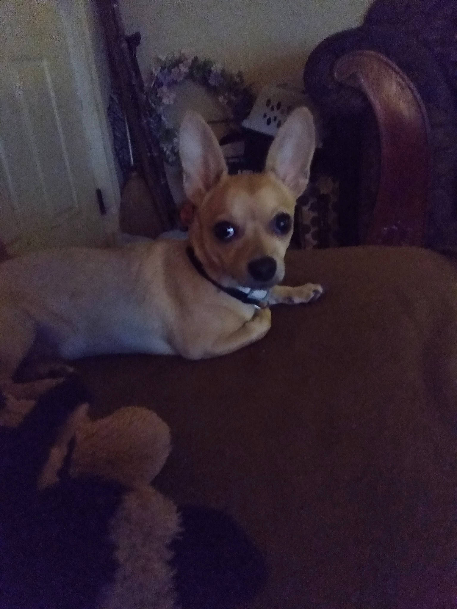 Shortie joined the competition — help win amazing prizes! canidae, carnivore, chihuahua, comfort, companion_dog, dog, dog_breed, dog_supply, ear, fawn, flooring, fur, paw, snout, sporting_group, tail, toy_dog, whiskers, wood, working_animal