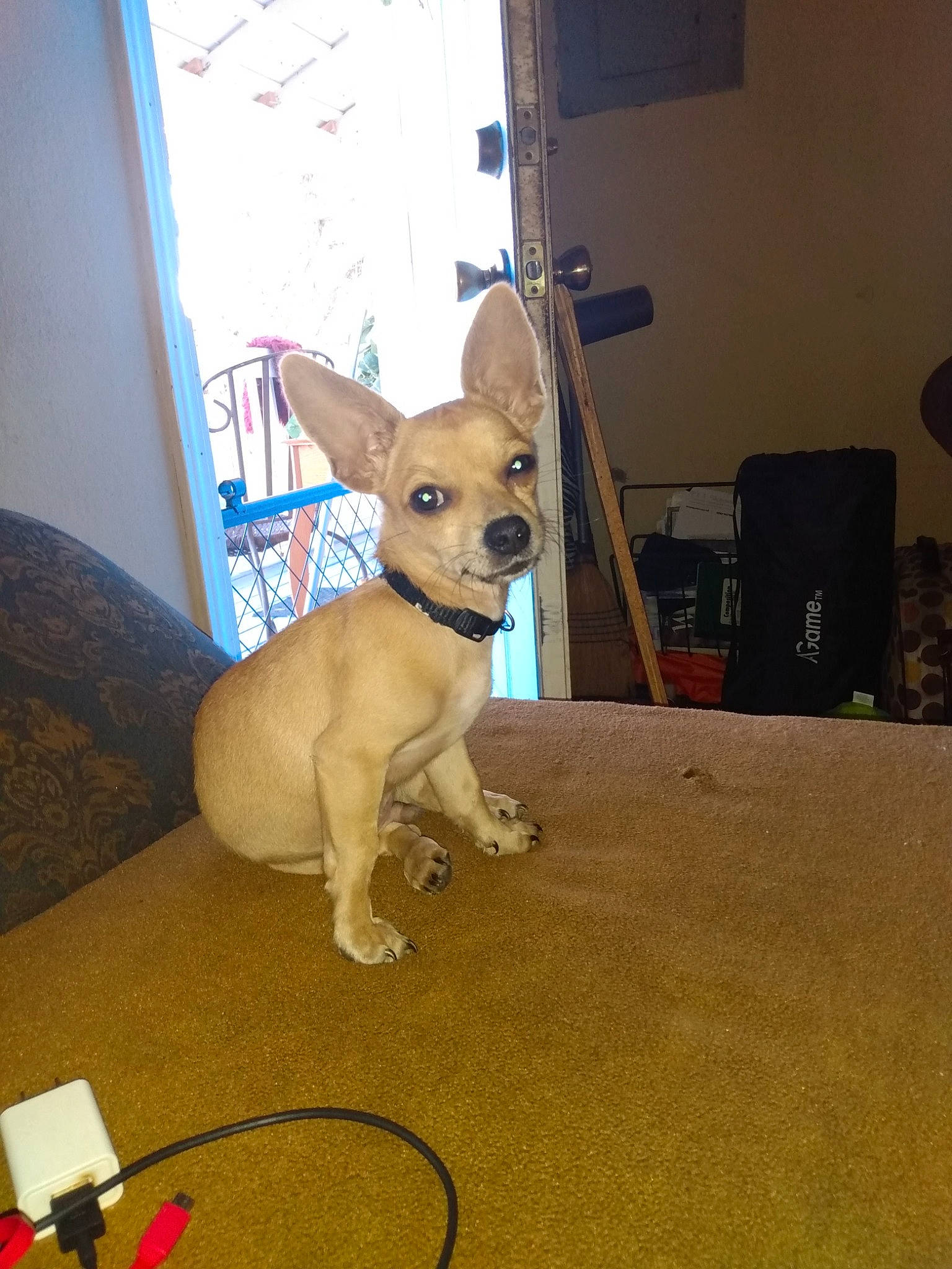 Shortie joined the competition — help win amazing prizes! carnivore, chihuahua, collar, companion_dog, dog, dog_breed, dog_supply, ear, fawn, floor, flooring, pet_supply, snout, sporting_group, tail, toy_dog, whiskers, window, wood, working_animal