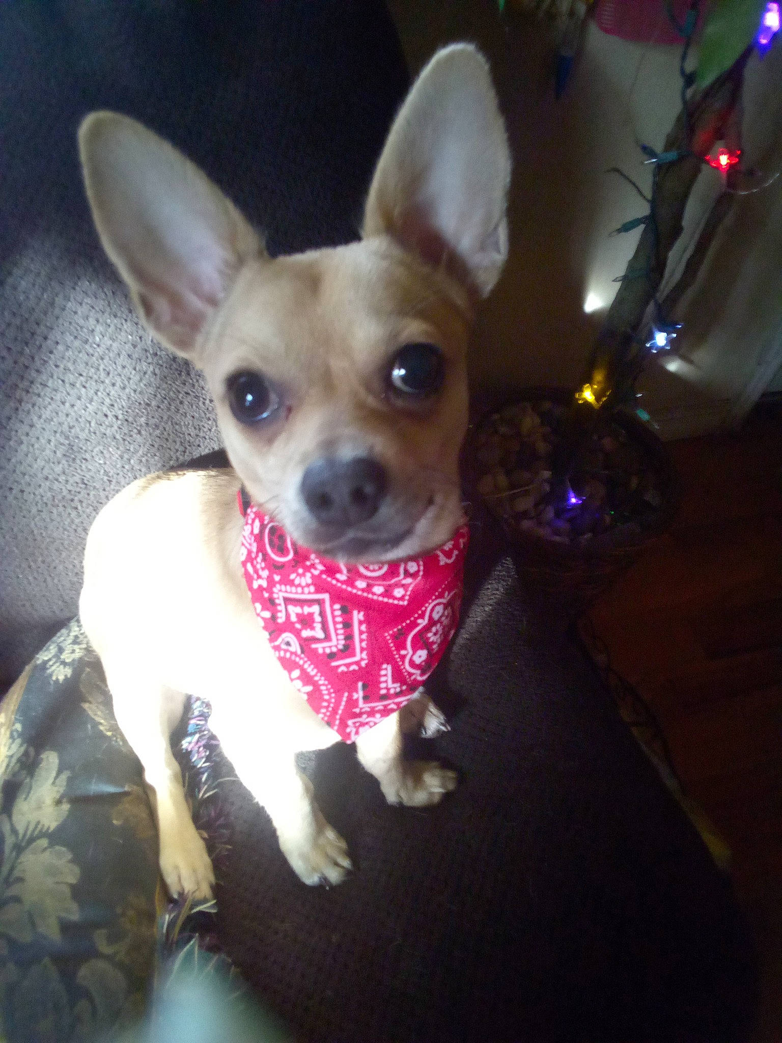 Shortie joined the competition — help win amazing prizes! canidae, carnivore, chihuahua, companion_dog, corgi_chihuahua, dog, dog_breed, dog_supply, ear, event, fawn, fur, paw, russkiy_toy, snout, sporting_group, terrestrial_animal, toy_dog, whiskers, working_animal