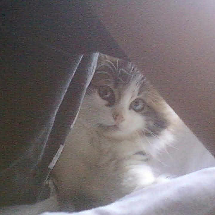 Tsunami participe au concours pour gagner de l'argent avec cette photo : animal, blur, cat, cozy, curious, curtain, cute, eyes, fabric, feline, fluffy, hidden, indoor, nose, peeking, pet, resting, shadow, soft_light, whiskers