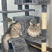 Weelo a rejoint le concours — aidez-le/la à gagner de superbes lots ! animal, cat, cat_tree, climbing_structure, ears, floor, fur, furniture, gray, house, indoor, long_hair, pet, plush, relaxed, resting, rope, tail, toy, whiskers