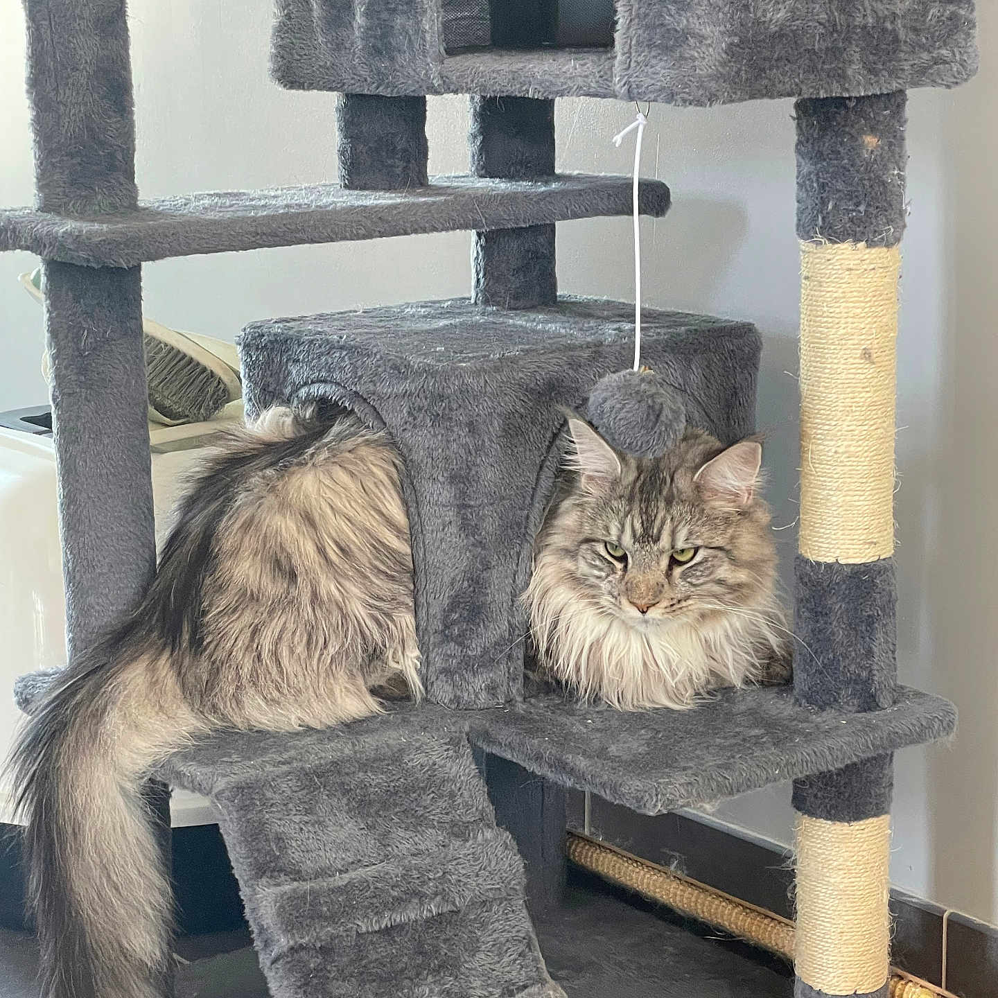 Weelo a rejoint le concours — aidez-le/la à gagner de superbes lots ! animal, cat, cat_tree, climbing_structure, ears, floor, fur, furniture, gray, house, indoor, long_hair, pet, plush, relaxed, resting, rope, tail, toy, whiskers