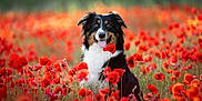 Shiny participe au concours pour gagner de l'argent avec cette photo : dog, animal, field, flowers, poppies, nature, outdoor, portrait, cute, happy, black, white, brown, grass, summer, pet, fluffy, tongue_out, sitting, sunlight