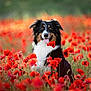 dog, animal, field, flowers, poppies, nature, outdoor, portrait, cute, happy, black, white, brown, grass, summer, pet, fluffy, tongue_out, sitting, sunlight