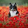 dog, tricolor, happy, smiling, poppies, red_flowers, field, nature, outdoor, animal, pet, flora, greenery, spring, summer, ears_up, fur, portrait, closeup, grass
