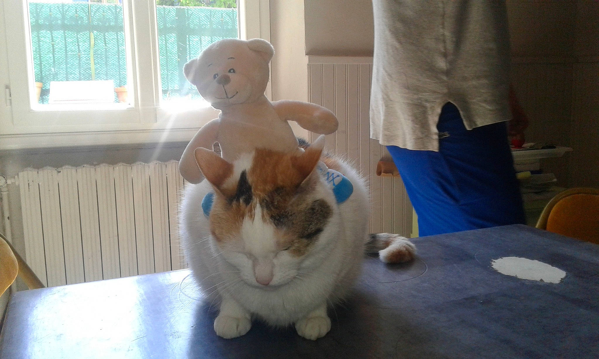 Bianca participe au concours pour gagner de l'argent avec cette photo : carnivore, cat, domestic_rabbit, ear, fawn, felidae, munchkin, rabbit, small_to_medium_sized_cats, whiskers