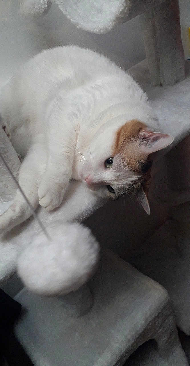 Bianca