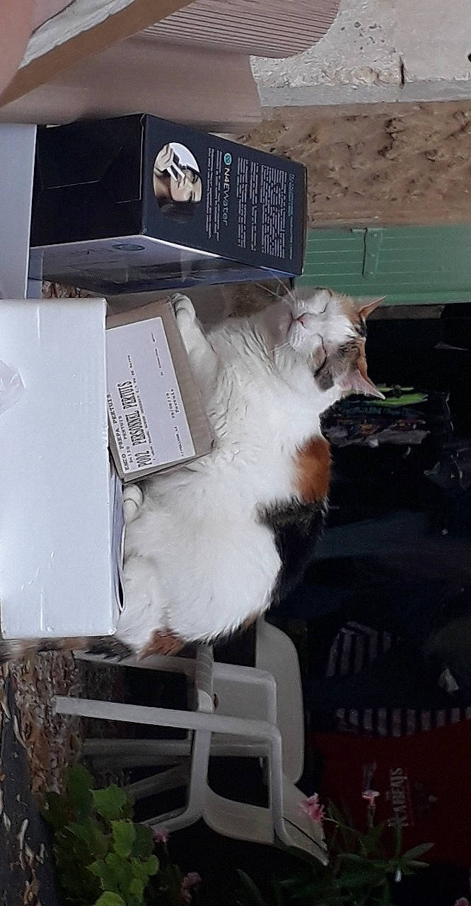 Bianca a rejoint le concours — aidez-le/la à gagner de superbes lots ! canidae, carnivore, companion_dog, fur