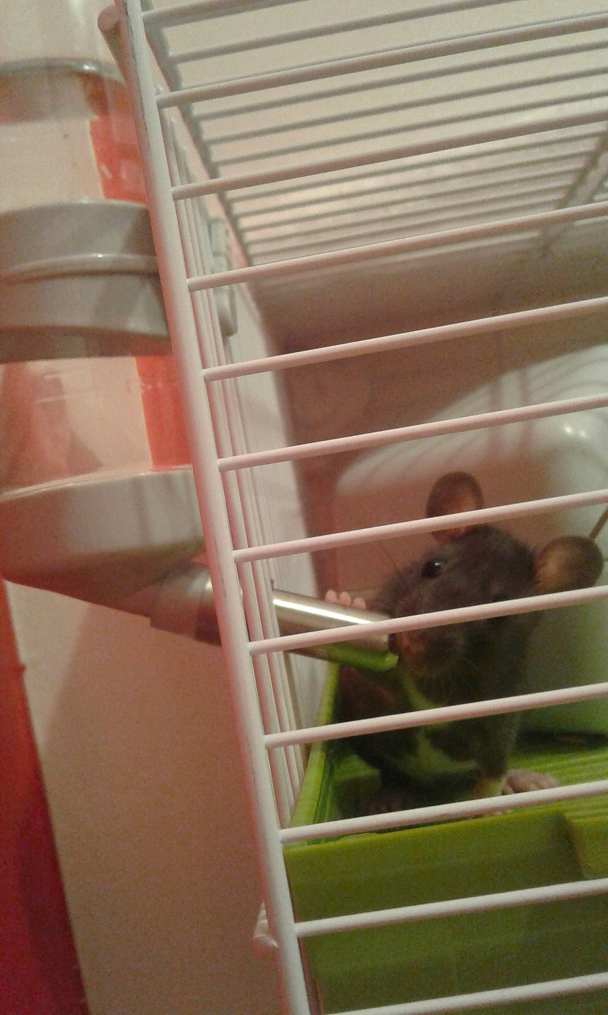 Reggae participe au concours pour gagner de l'argent avec cette photo : cage, degu, fawn, hamster, muridae, muroidea, rat, rodent, room