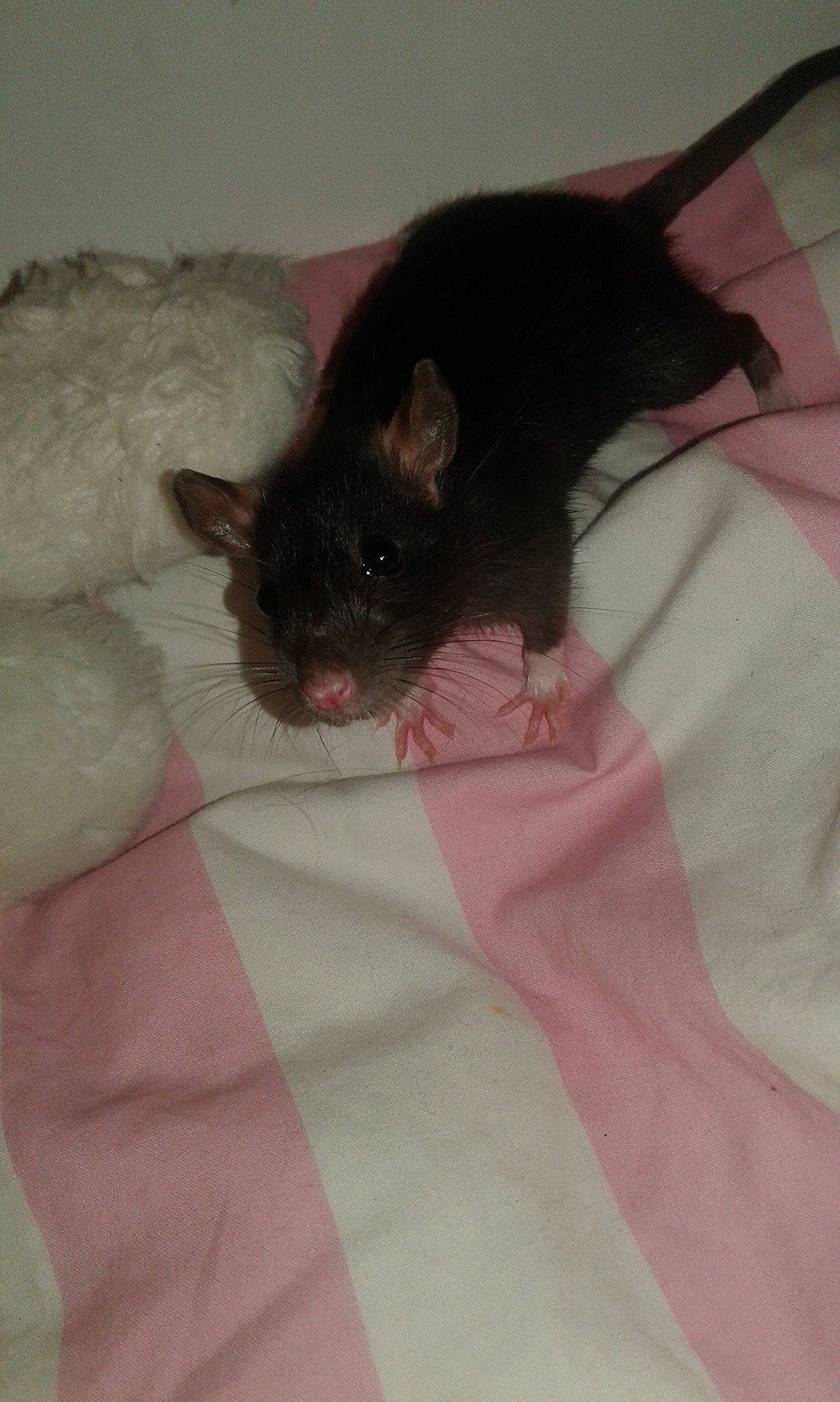 Reggae participe au concours pour gagner de l'argent avec cette photo : black_cat, carnivore, cat, ear, eye, fawn, felidae, kitten, muridae, rat, skin, small_to_medium_sized_cats, tail, whiskers