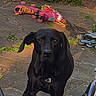 animal, bike_seat, black_dog, cute_text, dog, greenery, heart_symbol, leisure, looking_at_camera, outdoor, pavement, pet, pink_skates, plants, playful, roller_skates, shadow, summer, sunlight, yard