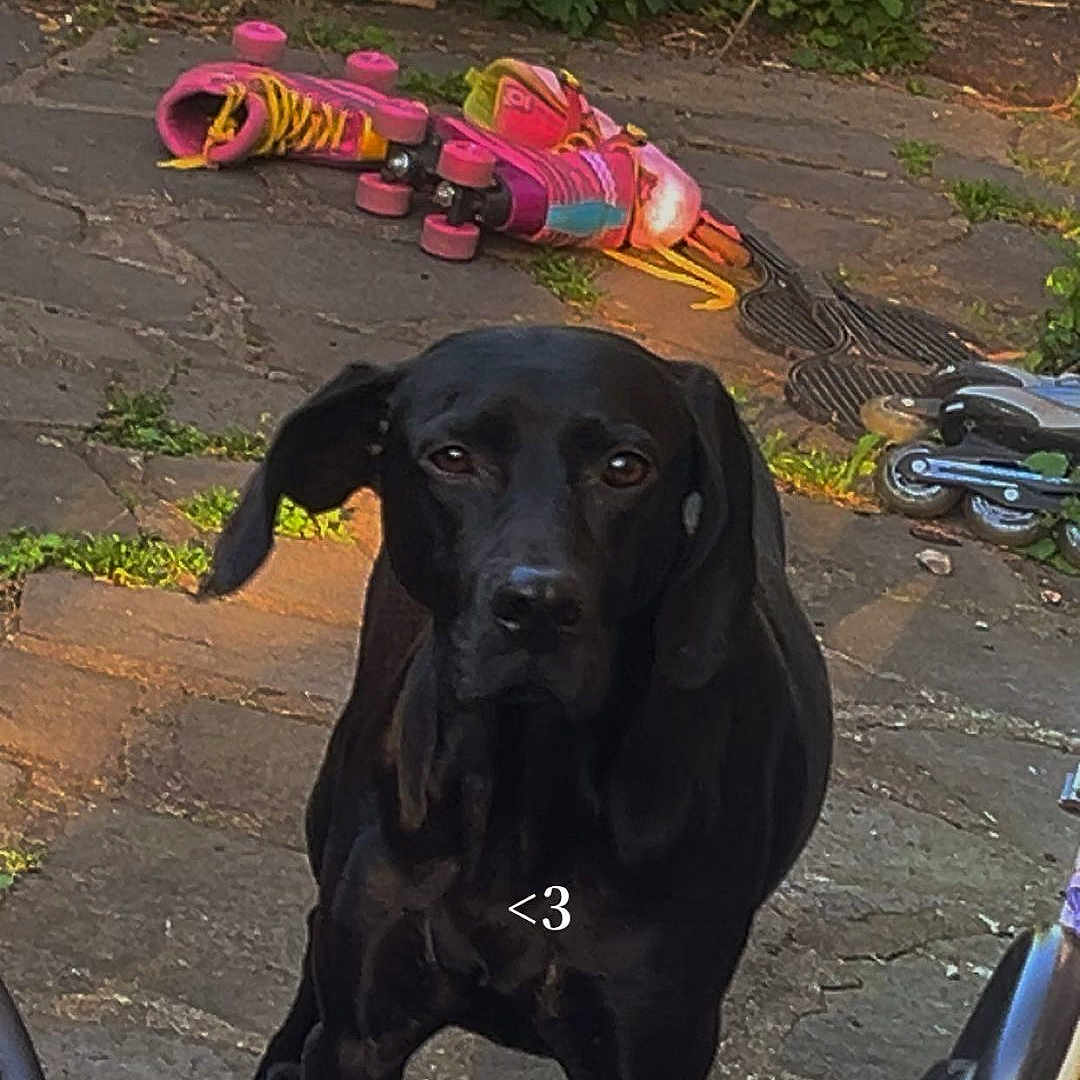 Athena a rejoint le concours — aidez-le/la à gagner de superbes lots ! dog, black_dog, roller_skates, pink_skates, bike_seat, outdoor, pavement, greenery, plants, sunlight, shadow, pet, animal, looking_at_camera, leisure, summer, yard, playful, cute_text, heart_symbol