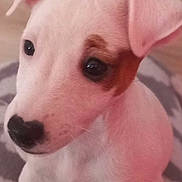 Nala participe au concours pour gagner de l'argent avec cette photo : puppy, dog, white_dog, brown_patch, heart_shaped_nose, cute, pet, animal, close_up, indoor, blanket, sitting, young_dog, curious, fur, ears, face, small_dog, adorable, companion