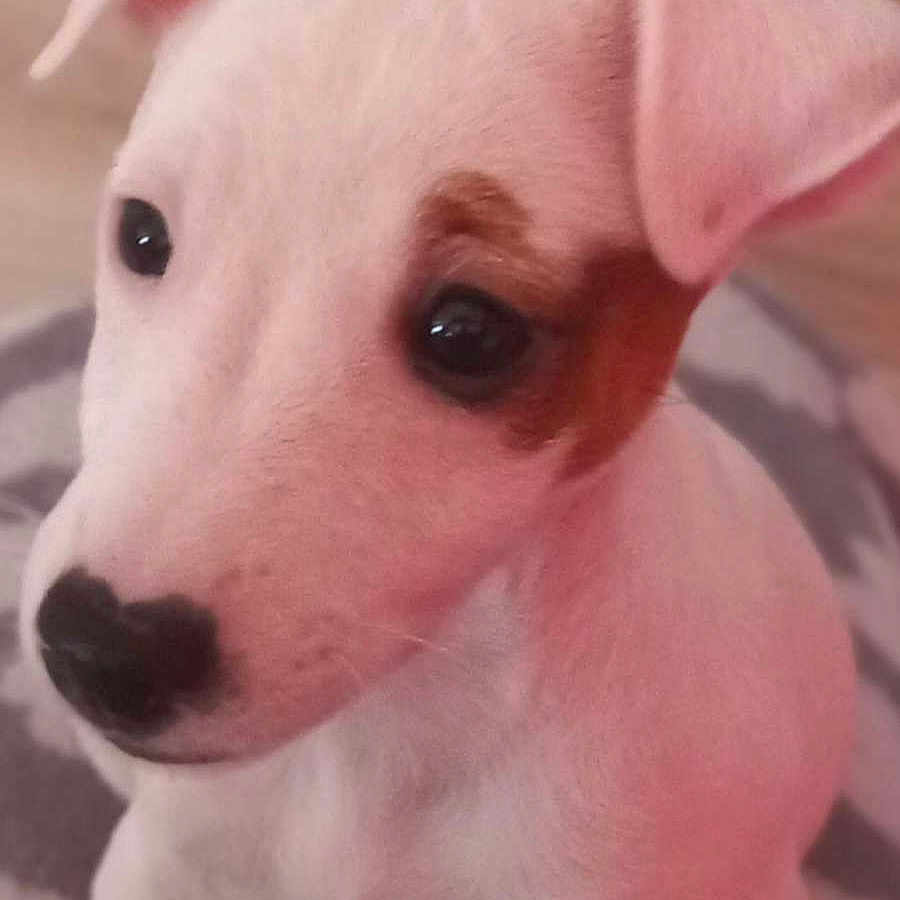 Nala
